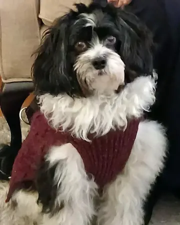 Winston the Cavoodle therapy dog